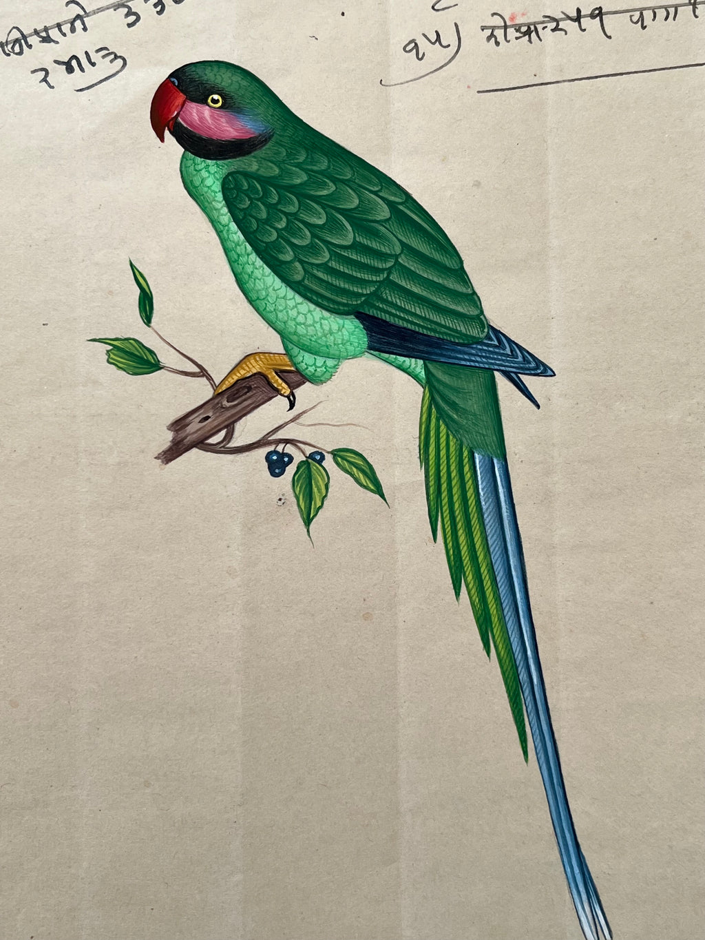 Indian Company School Parakeet Painting, Early 19th Century Watercolour