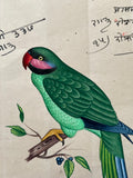 Indian Company School Parakeet Painting, Early 19th Century Watercolour