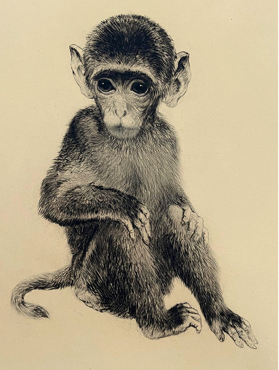 Kurt Meyer-Eberhardt “Äffchen” Original Etching – Framed Monkey Portrait